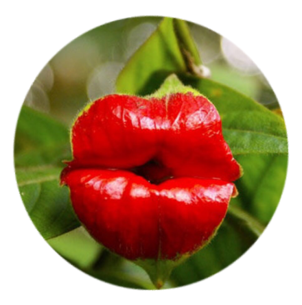 Mobilhllare i elegant motiv "Organic Kiss" - Pop-stand -